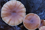 Gemeiner Trompetenschnitzling (Tubaria furfuracea)