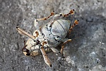 Esskastanienbohrer (Curculio elephas)