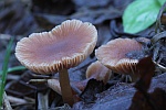 Gemeiner Trompetenschnitzling (Tubaria furfuracea)