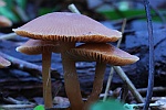 Gemeiner Trompetenschnitzling (Tubaria furfuracea)