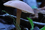 Gemeiner Trompetenschnitzling (Tubaria furfuracea)