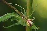 Gewhnliche Ovalspinne (Enoplognatha ovata)