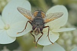 Igelfliege (Echinomyia fera)