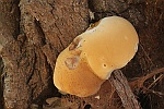 Harziger Lackporling (Ganoderma resinaceum)