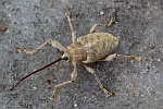 Esskastanienbohrer (Curculio elephas)