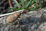 Esskastanienbohrer (Curculio elephas)