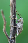 Esskastanienbohrer (Curculio elephas)