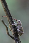 Esskastanienbohrer (Curculio elephas)