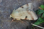 Bilsenkraut-Bl�teneule (Heliothis peltigera)