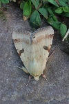Bilsenkraut-Bl�teneule (Heliothis peltigera)