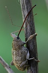 Esskastanienbohrer (Curculio elephas)