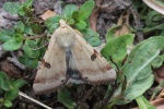 Bilsenkraut-Bl�teneule (Heliothis peltigera)