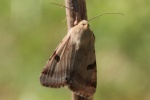Bilsenkraut-Bl�teneule (Heliothis peltigera)