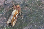 R�hricht-Goldeule (Plusia festucae)