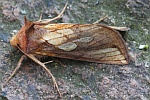 R�hricht-Goldeule (Plusia festucae)