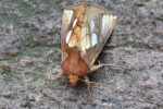 R�hricht-Goldeule (Plusia festucae)