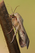 Bilsenkraut-Bl�teneule (Heliothis peltigera)
