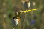 Gemeine Heidelibelle (Sympetrum vulgatum)