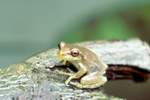 Kuba-Laubfrosch (Hyla septentrionalis)