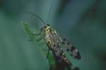 Skorpionsfliege (Panorpa communis)